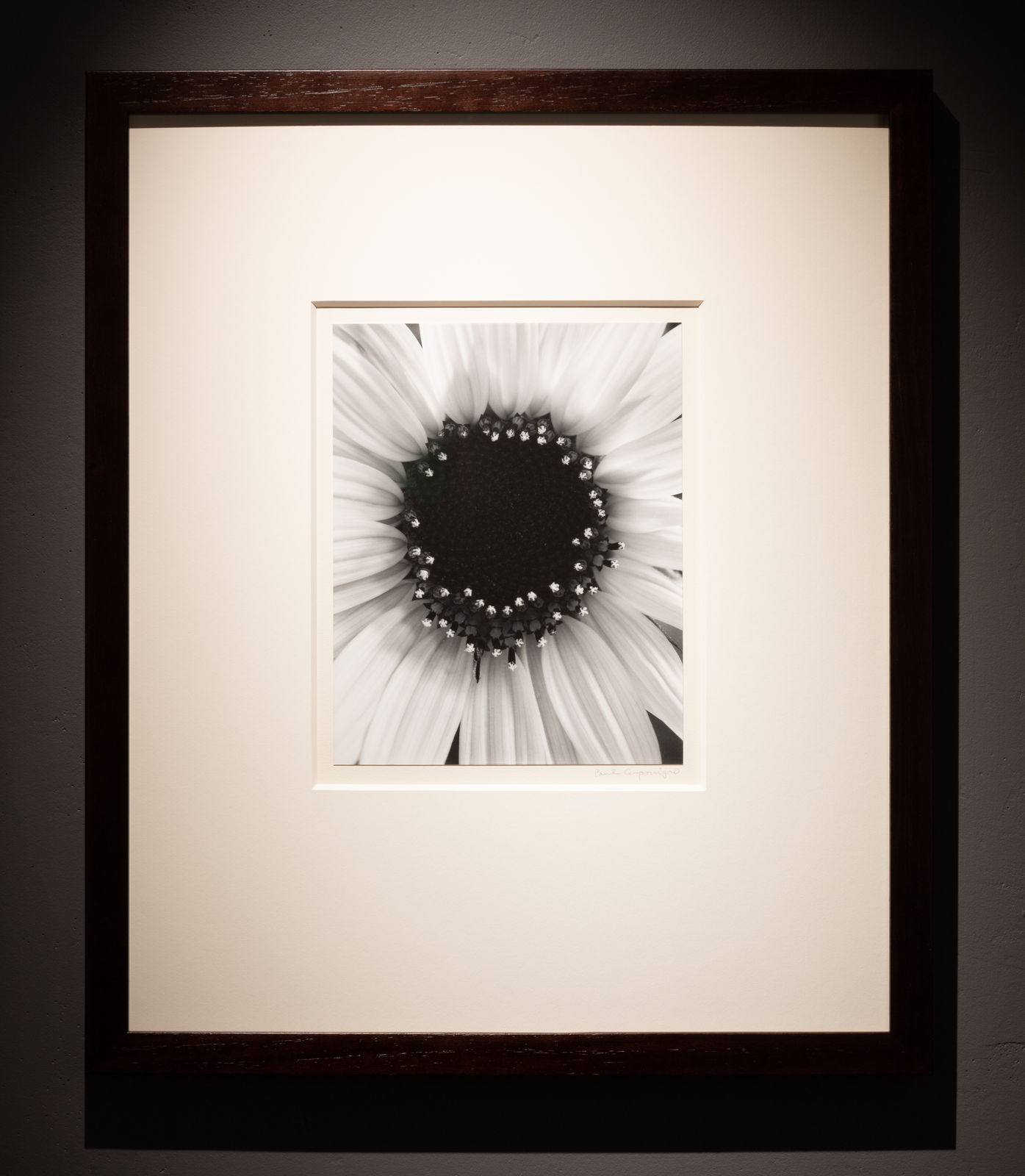 Paul Caponigro, Sunflower, Winthrop, MA, 1965