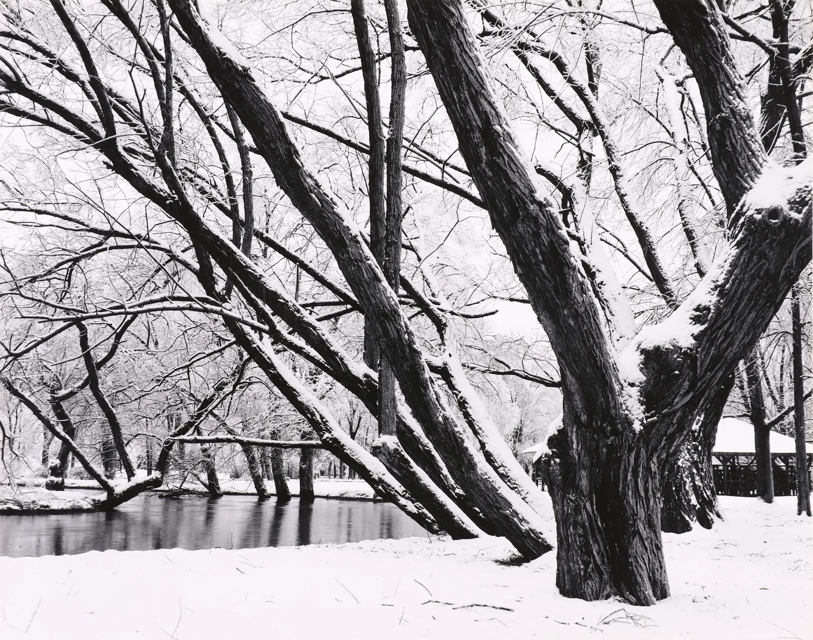 William B. Giles, Snow and Trees , 1962