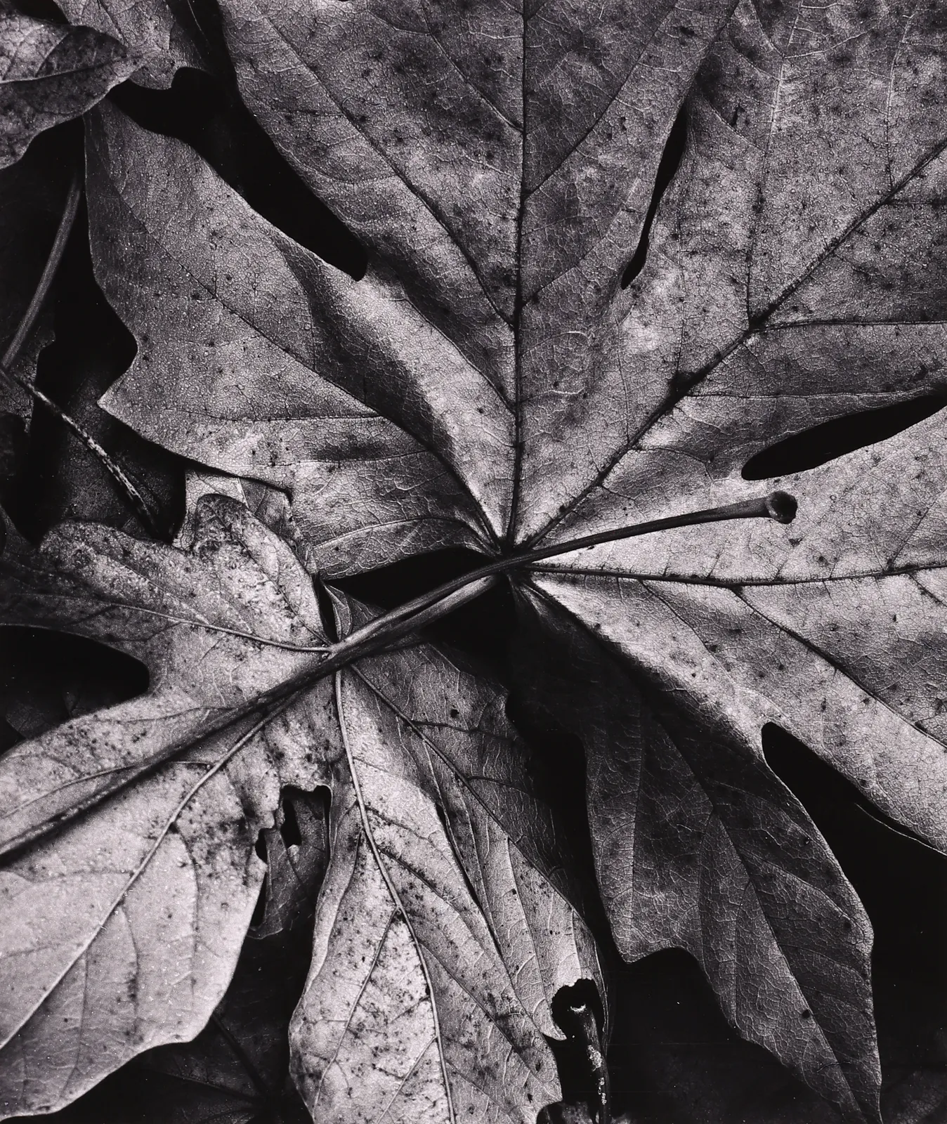 Robert K. Byers, Garland Ranch, Carmel Valley, 1975