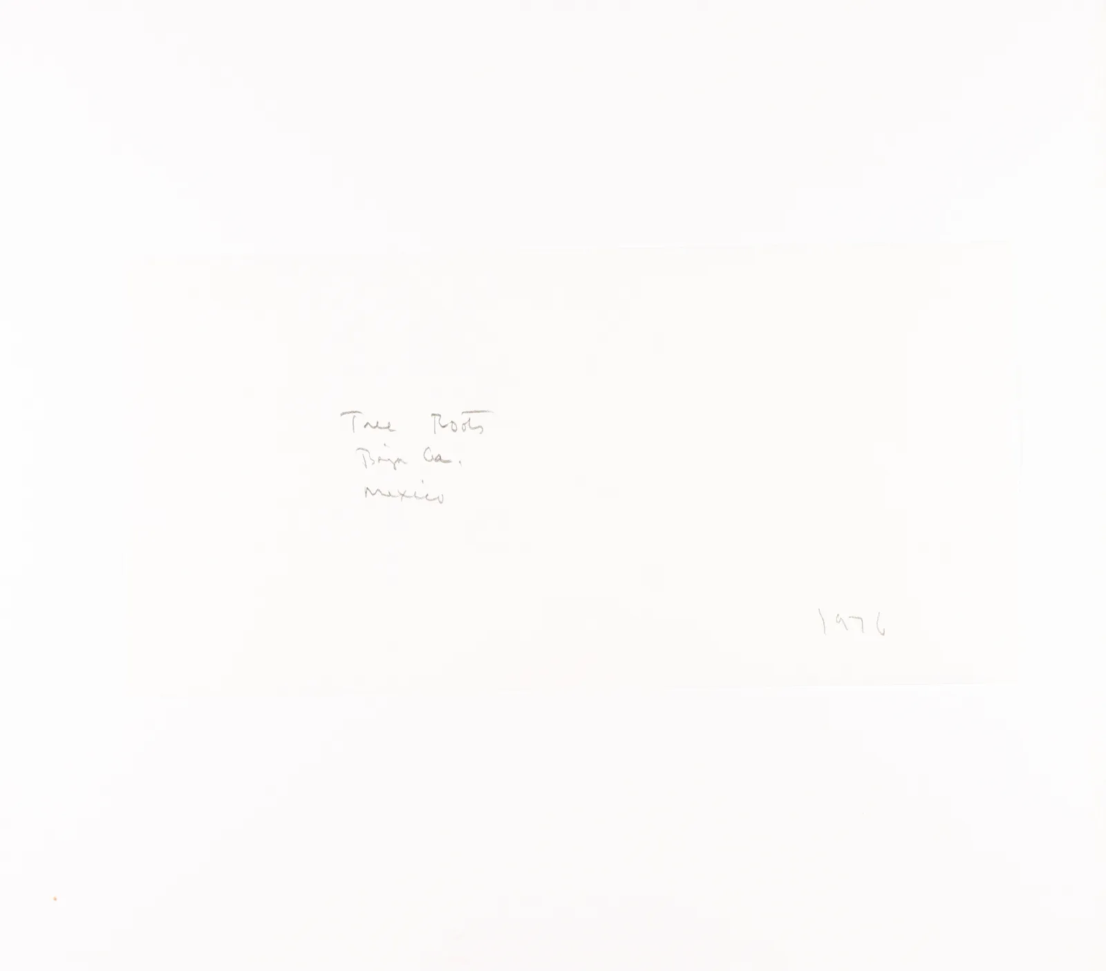 Brett Weston, Tree Roots, Baja, 1976