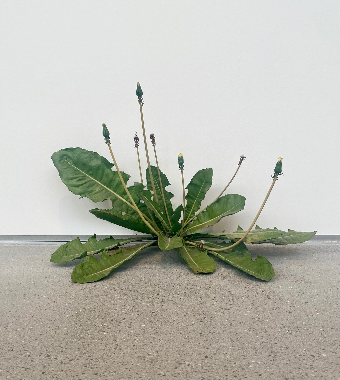 Tony Matelli, Dandelion, 2012