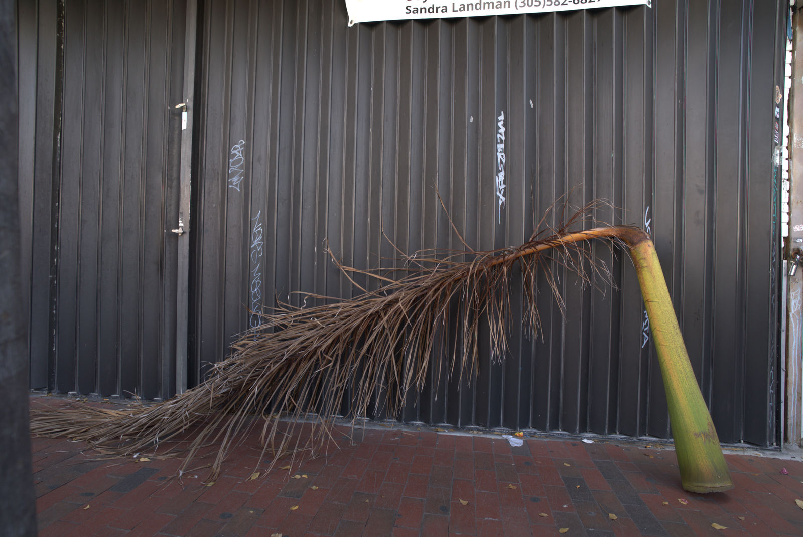 Joseph Kiblitsky, Untitled (Little Havana, Miami IX), 2022