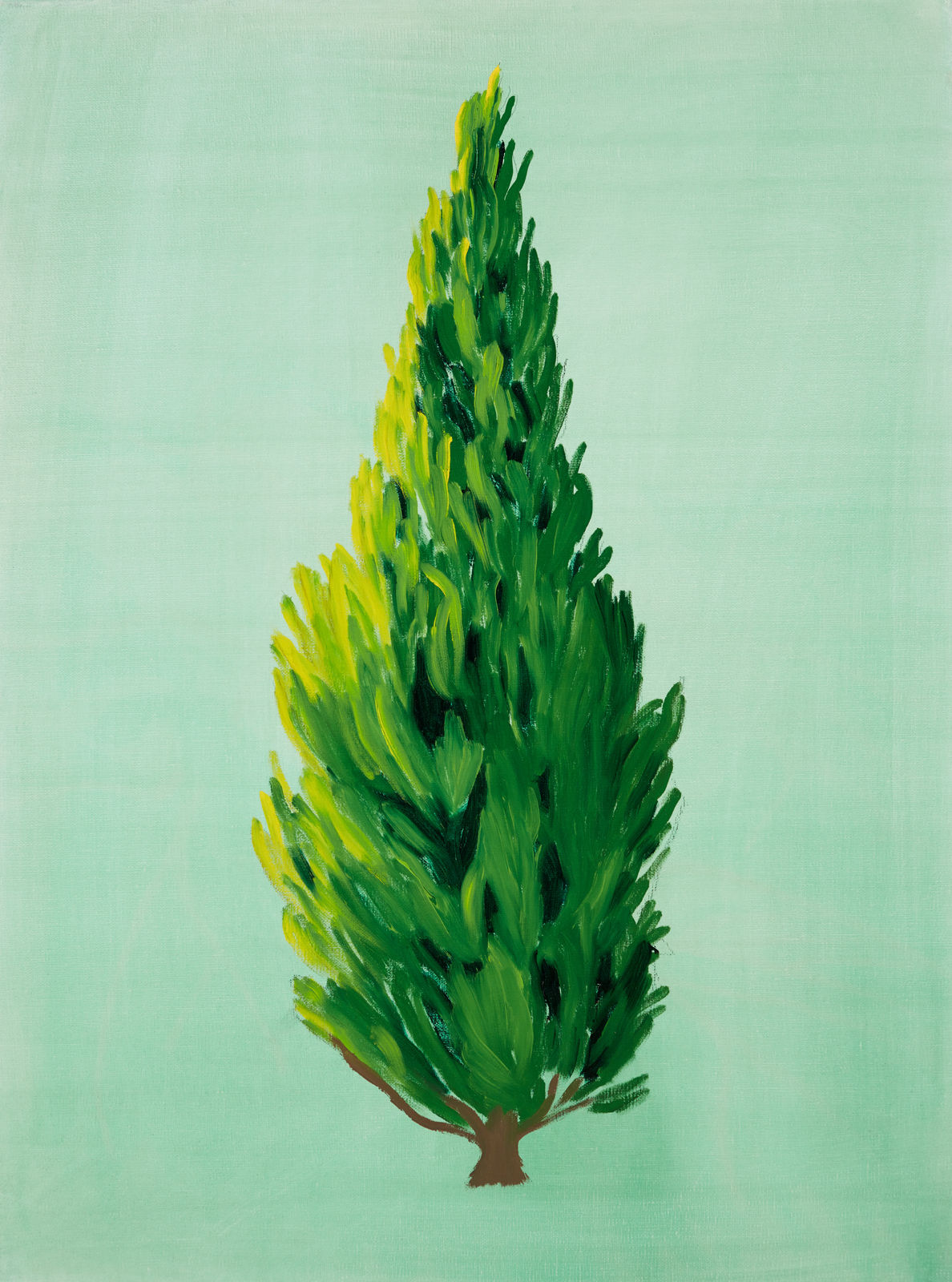 Janet Alling, Tree Portrait #6: Italian Cypress, Mexico, 2008