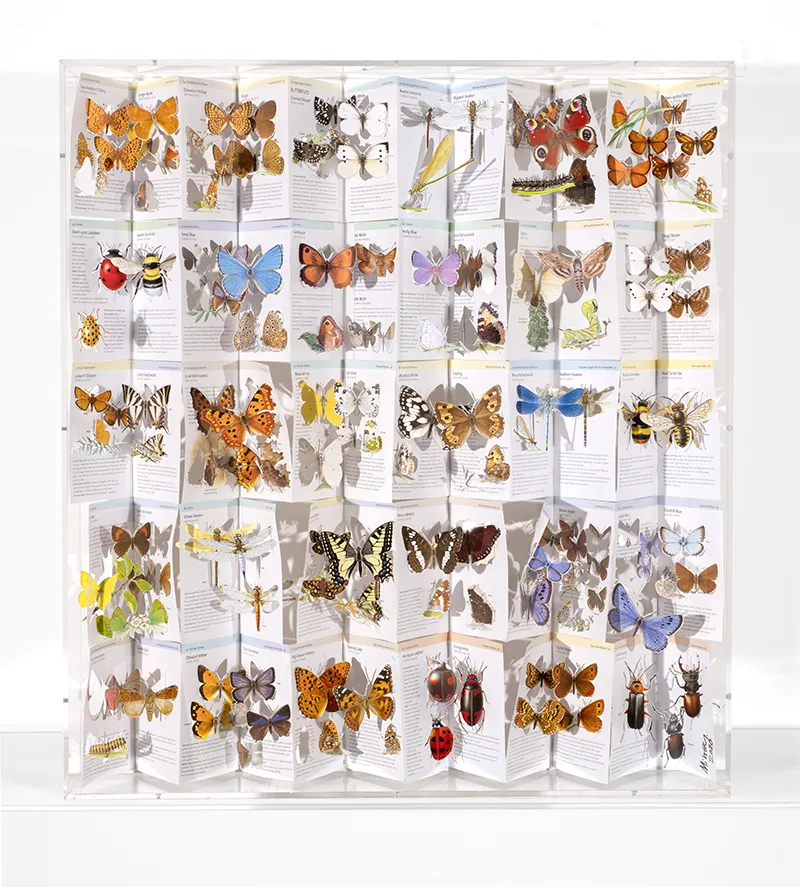 Jack Milroy, The Librarian's Butterfly Collection, 2020