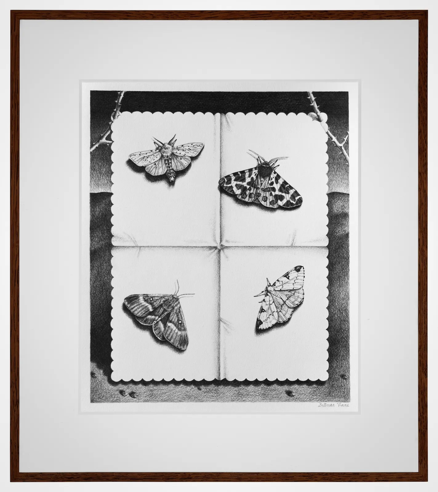 Dittmar Viane, Mothing, 2026