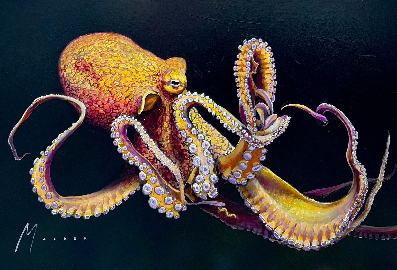 Shawn Mackey, Octopus SN