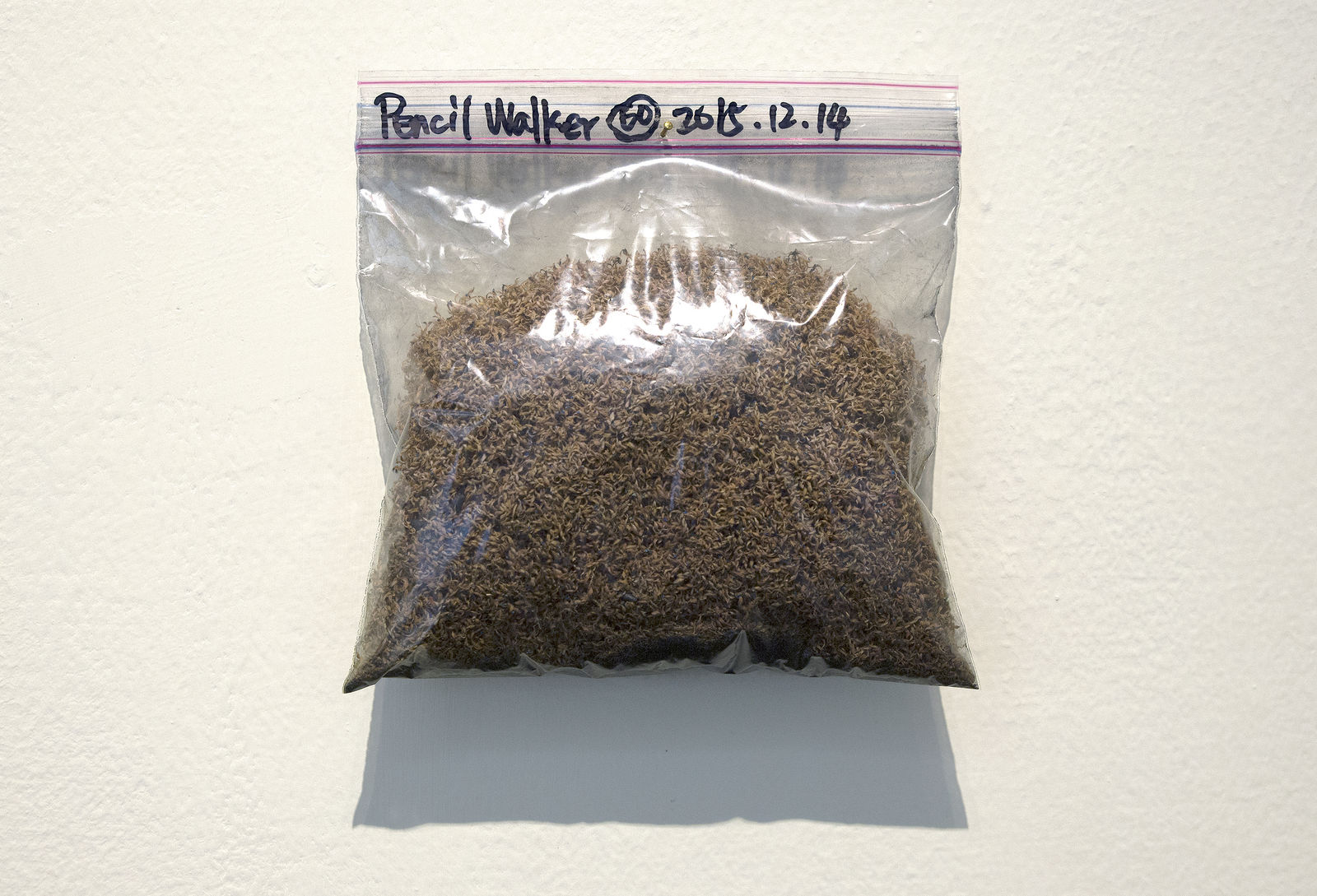 Shi Jin-Hua, Pencil Walker, 1996–2015