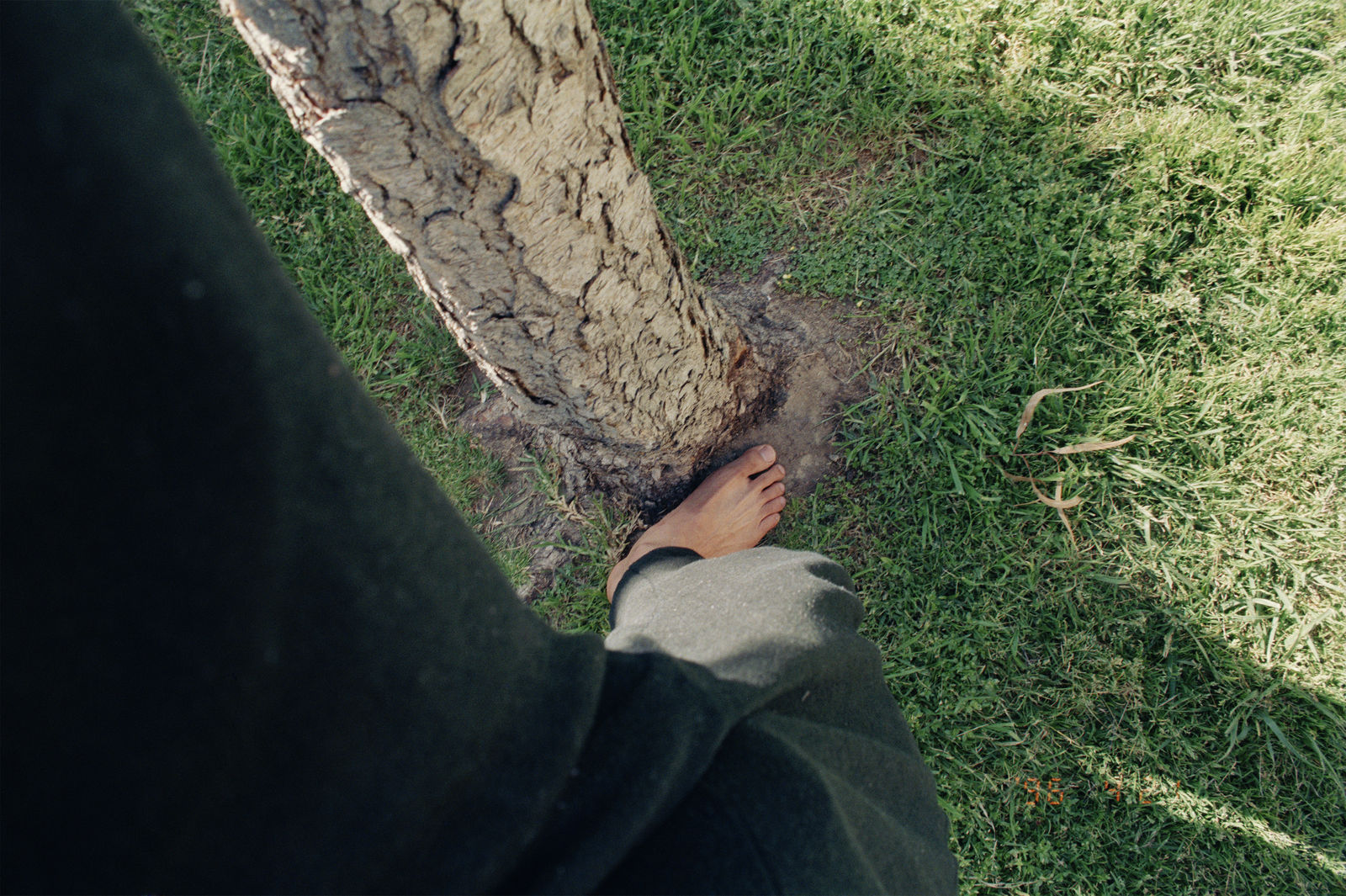 Shi Jin-Hua, The Yoga Tree, 1994-1996