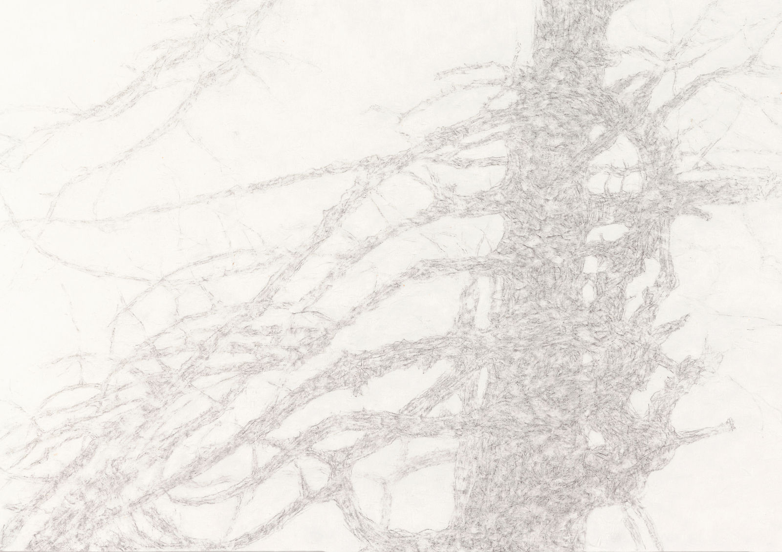 Shi Jin-Hua, The Sacrifice Tree, 2017