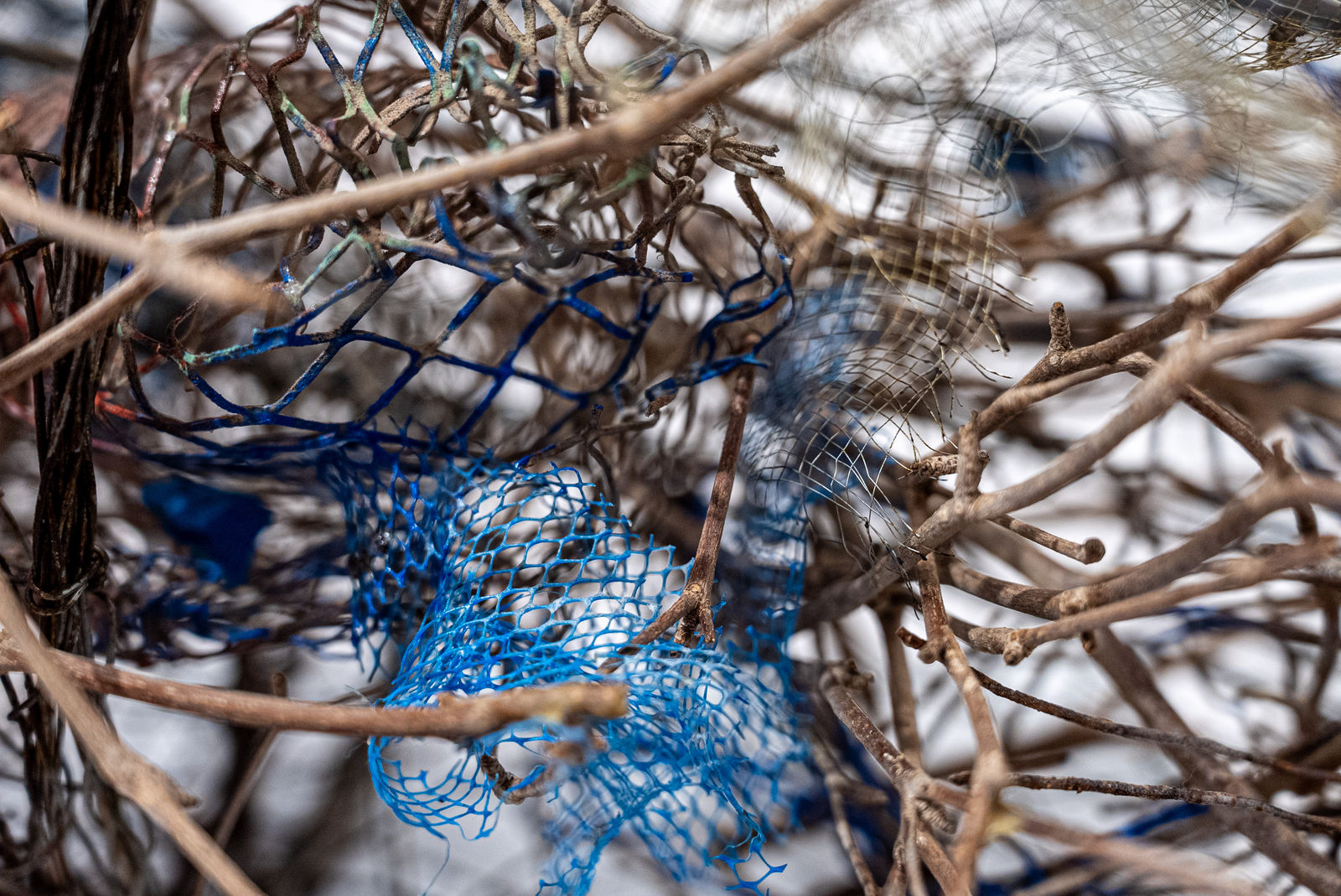 Shaqayeq Arabi, Untitled, 2026