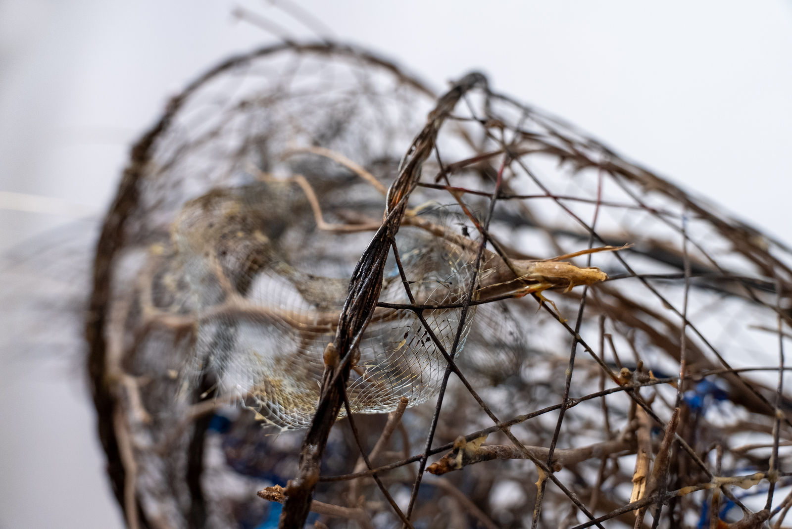 Shaqayeq Arabi, Untitled, 2026