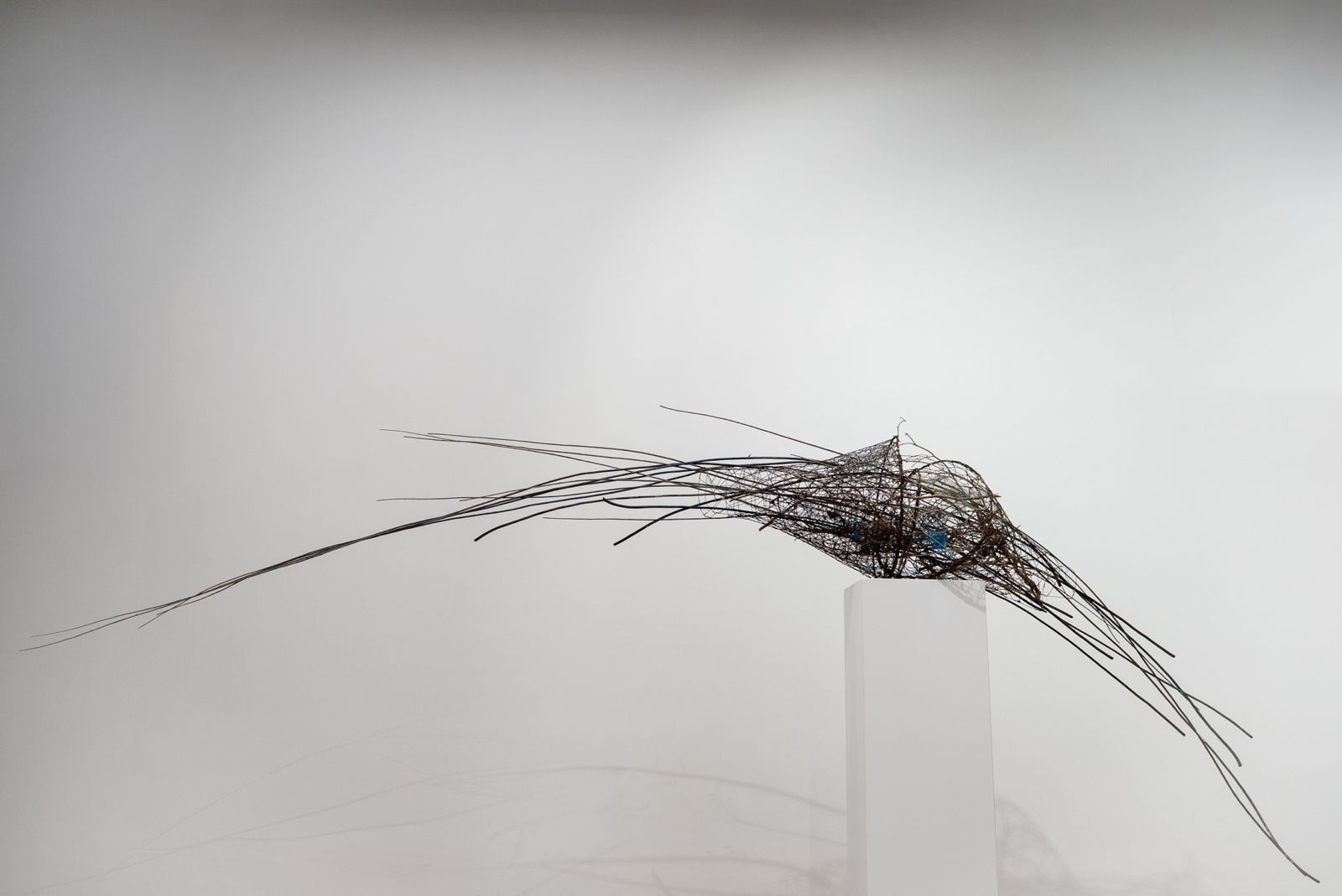 Shaqayeq Arabi, Untitled, 2026