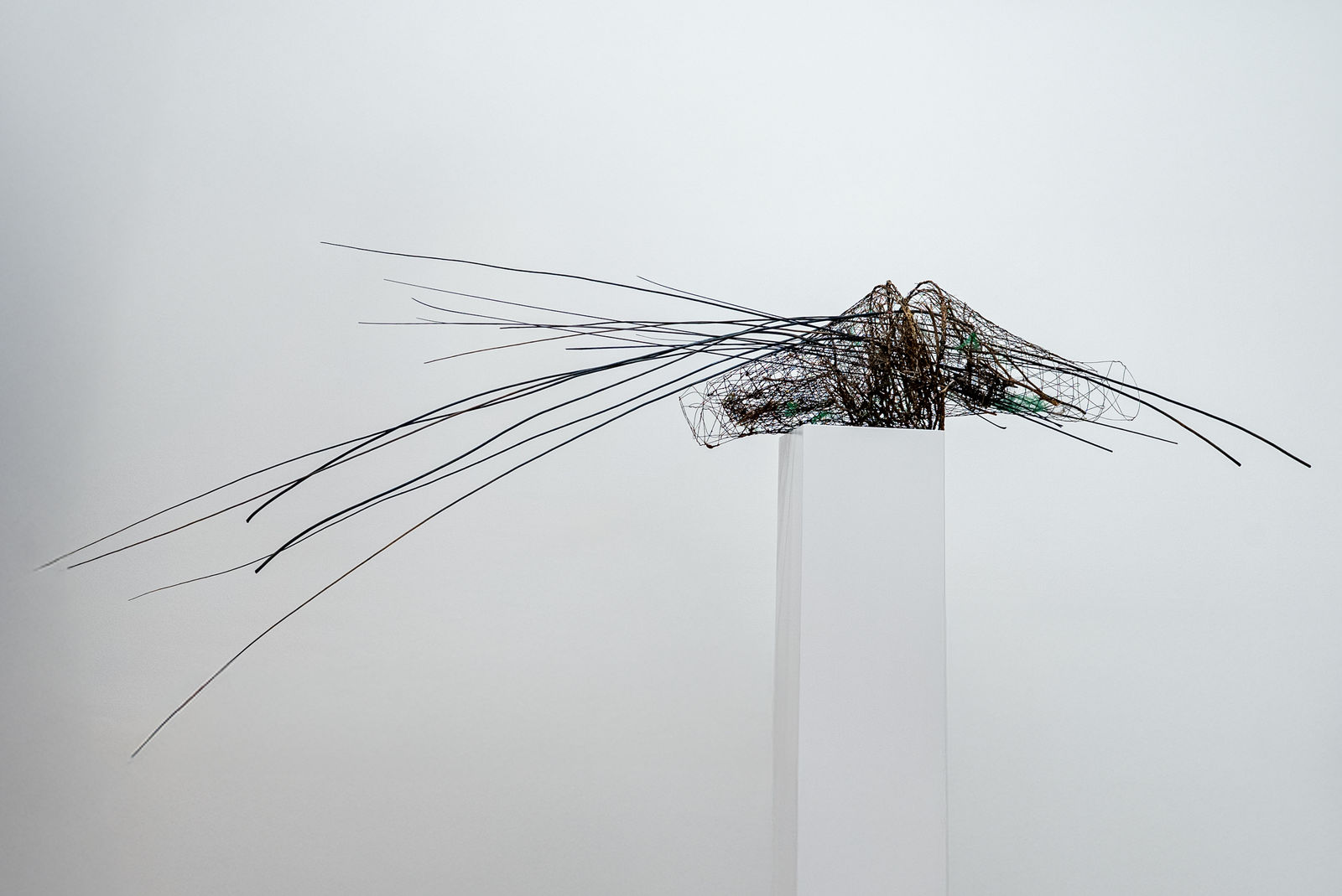 Shaqayeq Arabi, Untitled, 2026