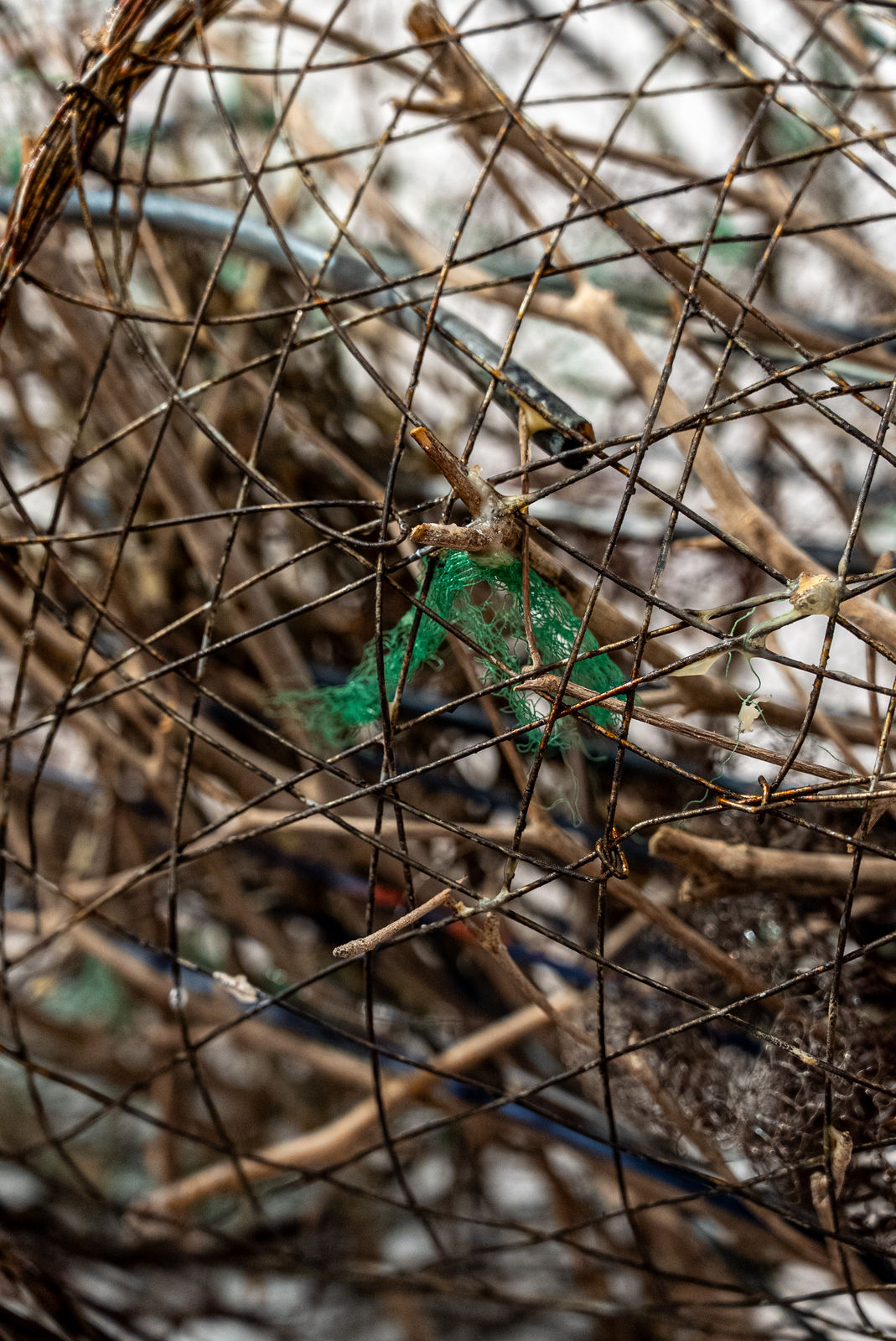 Shaqayeq Arabi, Untitled, 2026