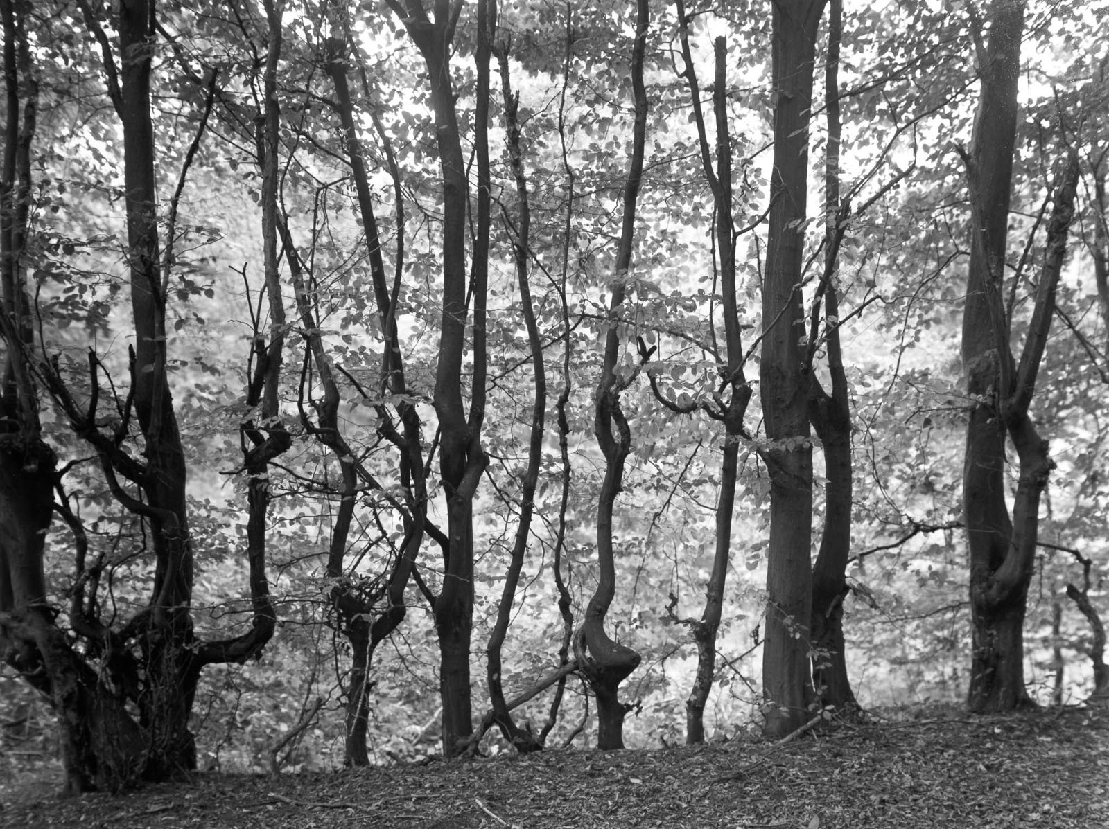 Dag Alveng, Racing, Old security hedge, 2011