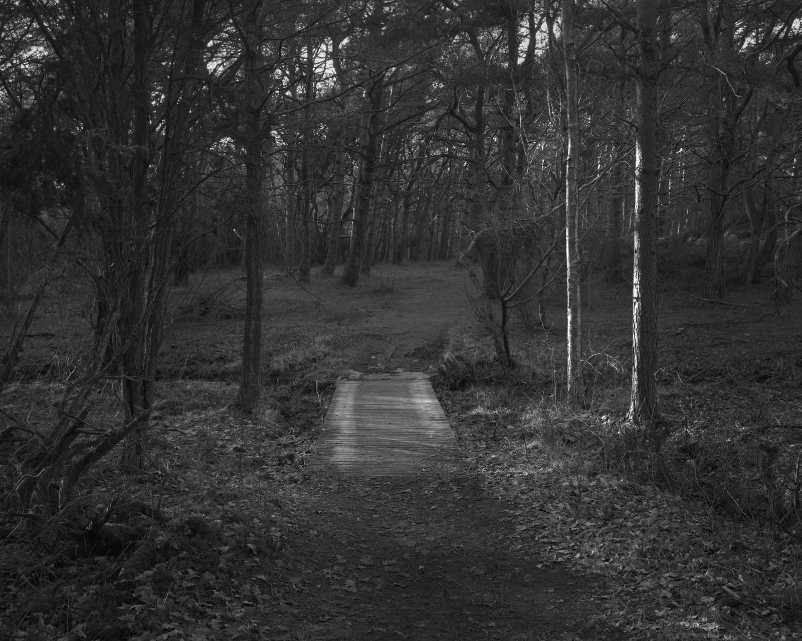 Dag Alveng, Vinterlys, Bro, 2020