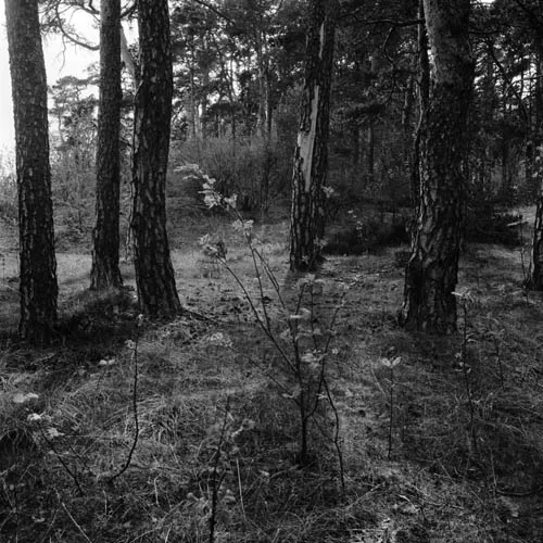 Dag Alveng, Death of a Horse / Der Hesten er begravd, 1981