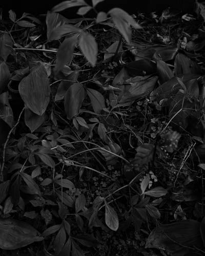 Dag Alveng, Chess / Planter, Smyslovs grav, Moskva, 2017