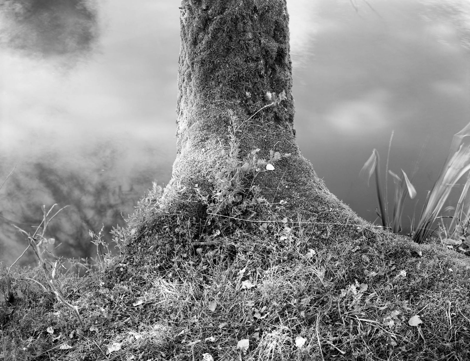 Dag Alveng, Wilse, Bjørk, 2014