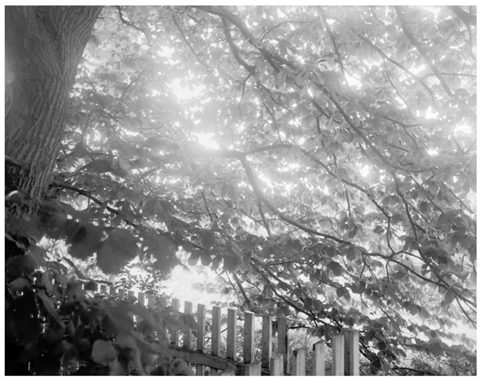 Dag Alveng, Summerlight, Fence and Branches near Milton, 1999