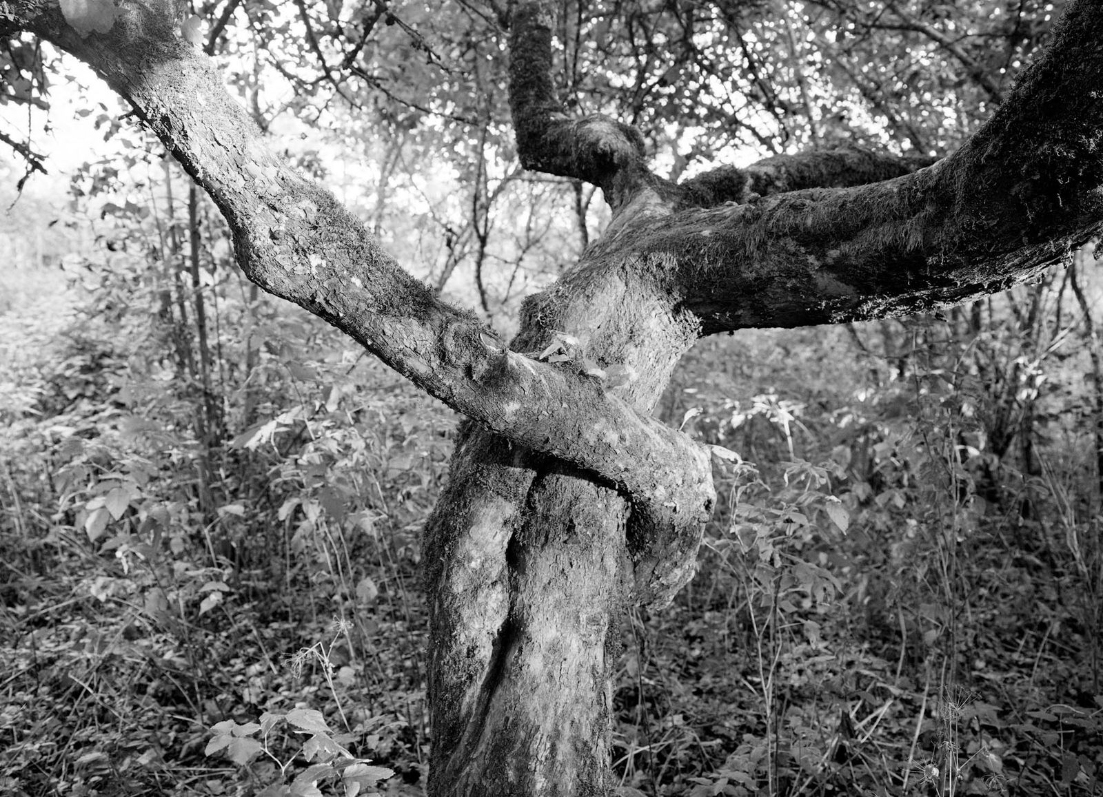 Dag Alveng, Wilse, Gammel apal, 2010