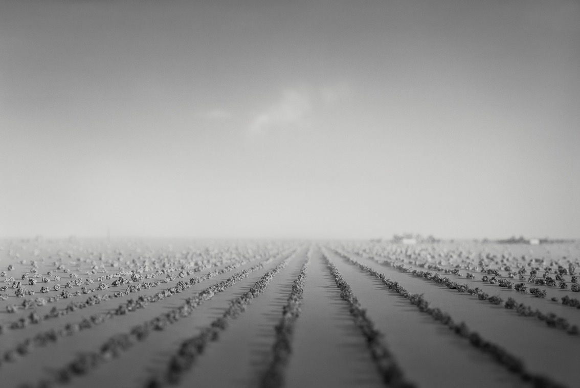 Nils Olav Bøe, Constructed Sites 5, 2017