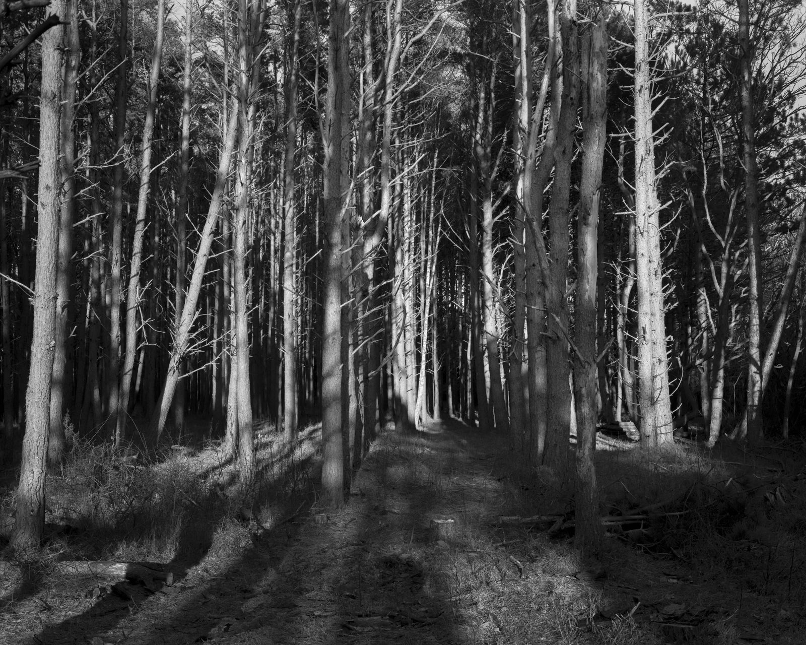 Dag Alveng, Vinterlys, Katedral, 2020