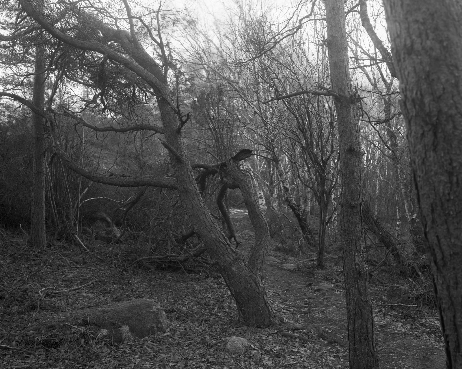 Dag Alveng, Vinterlys, #8, 2020