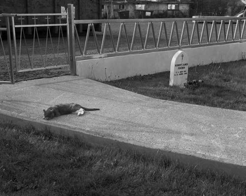 Dag Alveng, Chess / Bobby Fischers grav og katt, Laugardælir, 2017