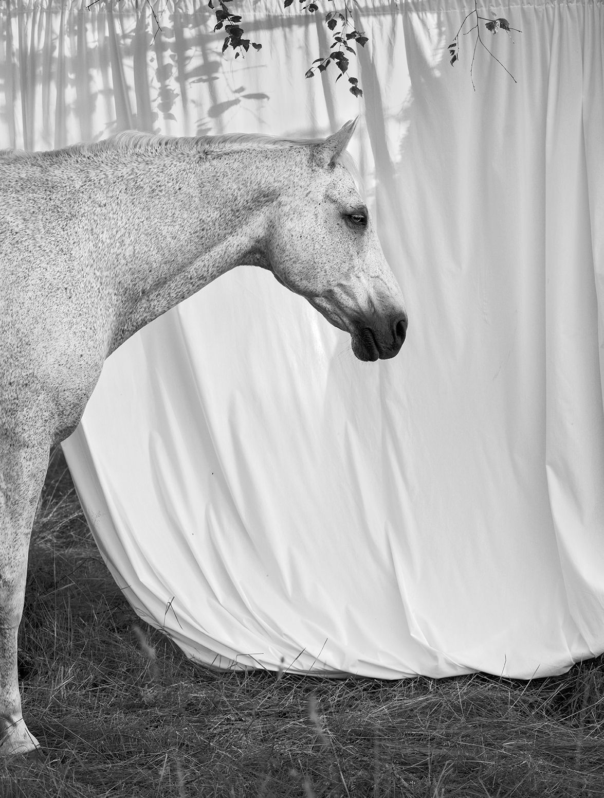 Anja Niemi, White Horse with Fabric, 2021