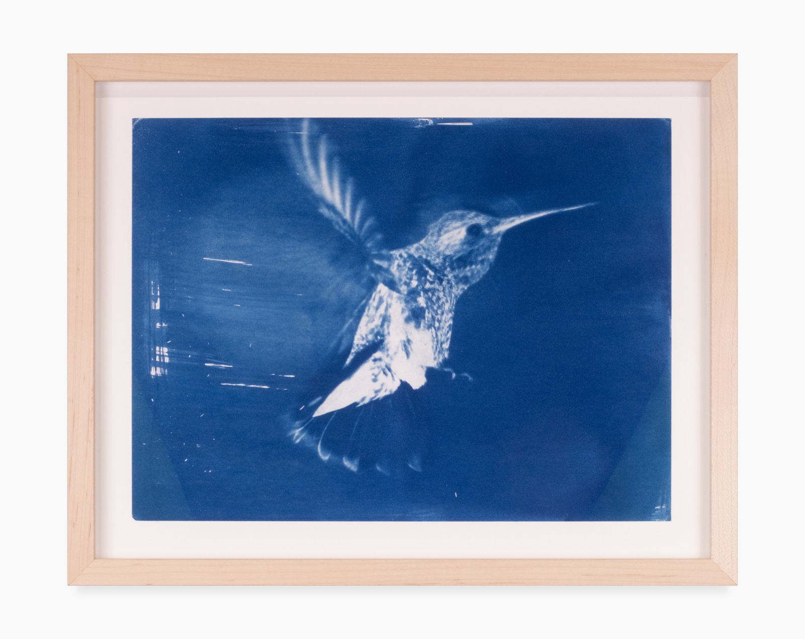 A framed cyanotype by Leah Shirley of a hummingbird midair