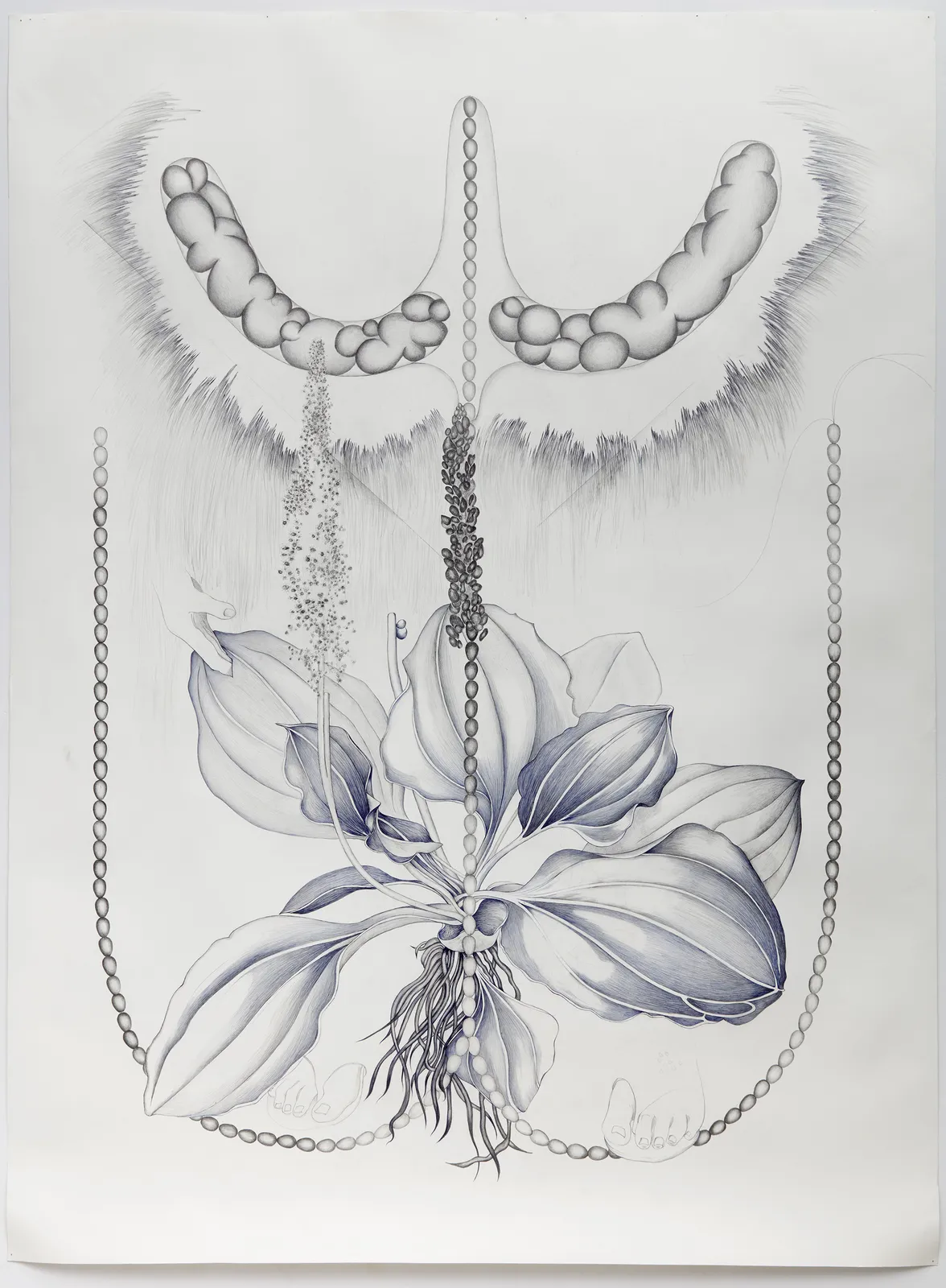 Marlene McCarty, White Man’s Footstep, Plantago major., 2020-21