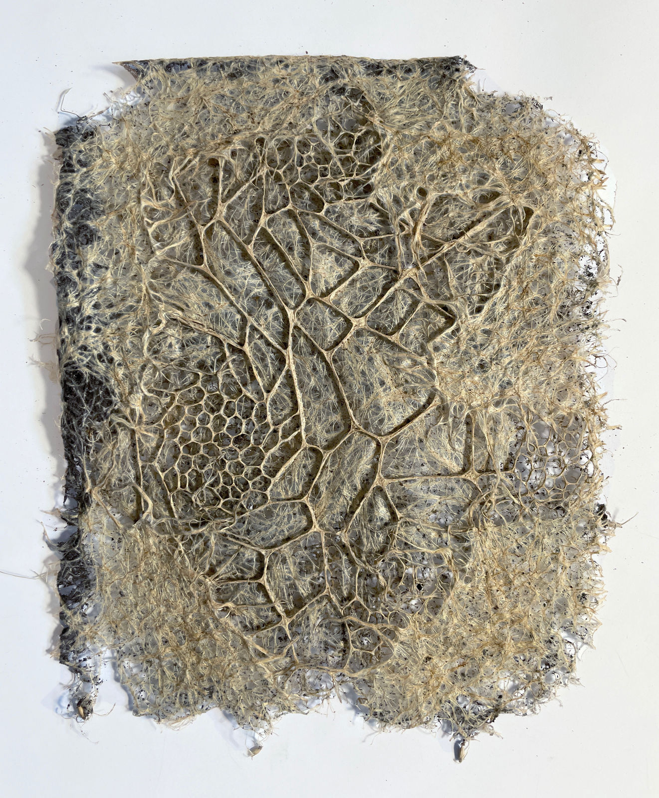 Diana Scherer, Hyper Rhizome 06-24, 2024