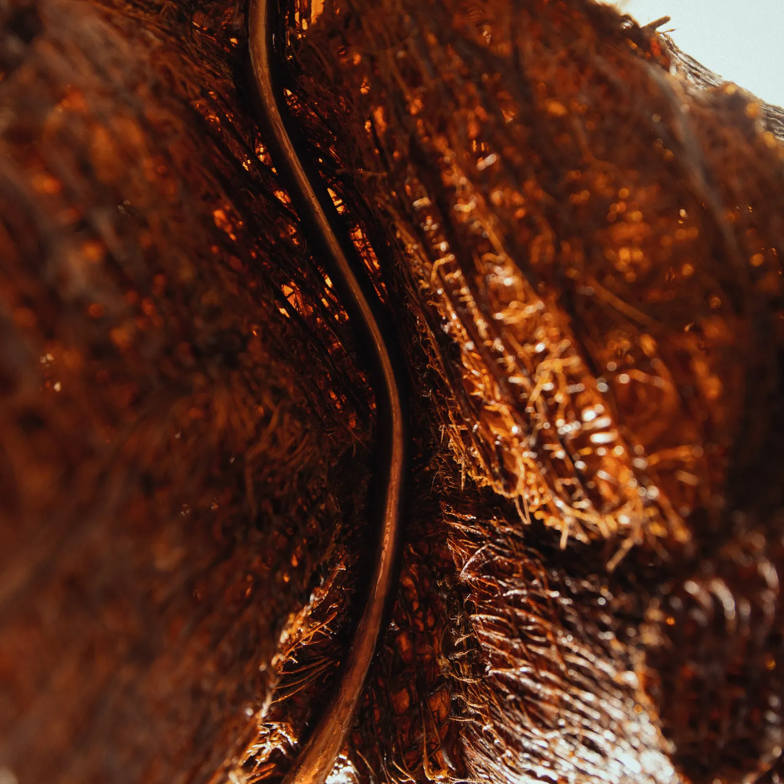 Ori Orisun Merhav, Desert Insect, Sunrise Light I, 2026