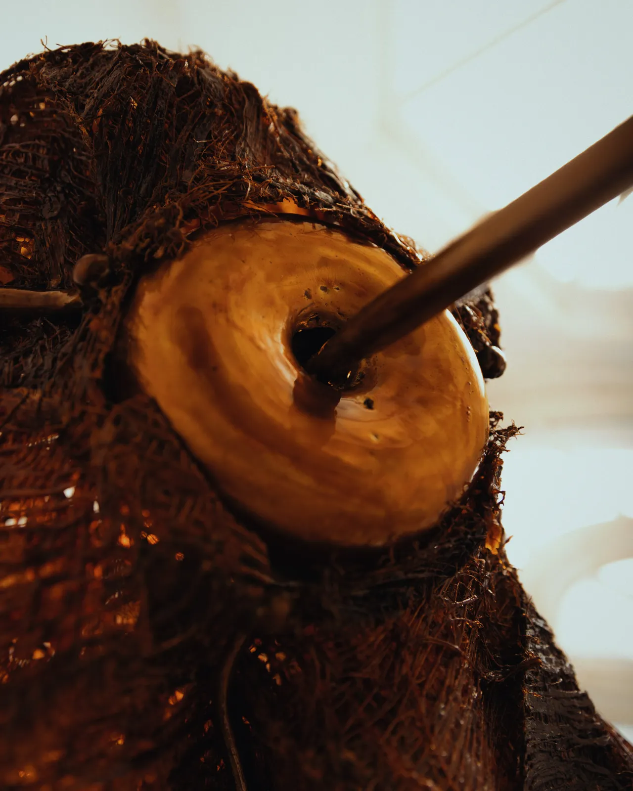 Ori Orisun Merhav, Desert Insect, Sunset Lamp II, 2026