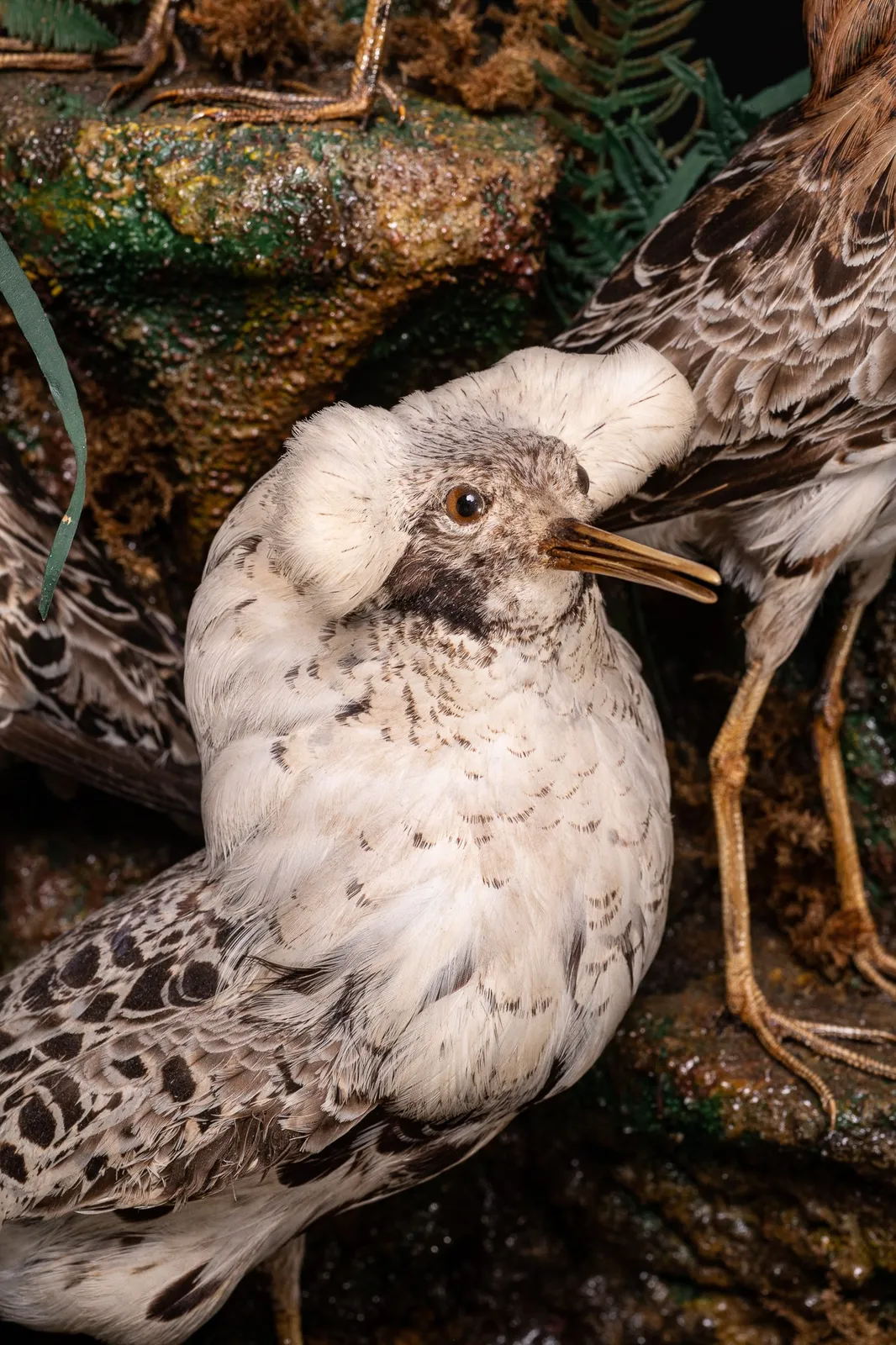 19th C Victorian Henry Ward Dome of 4 Ruff's, variously perched on rock ledge and groundwork, under original glass dome and ebonised base., 19th Century