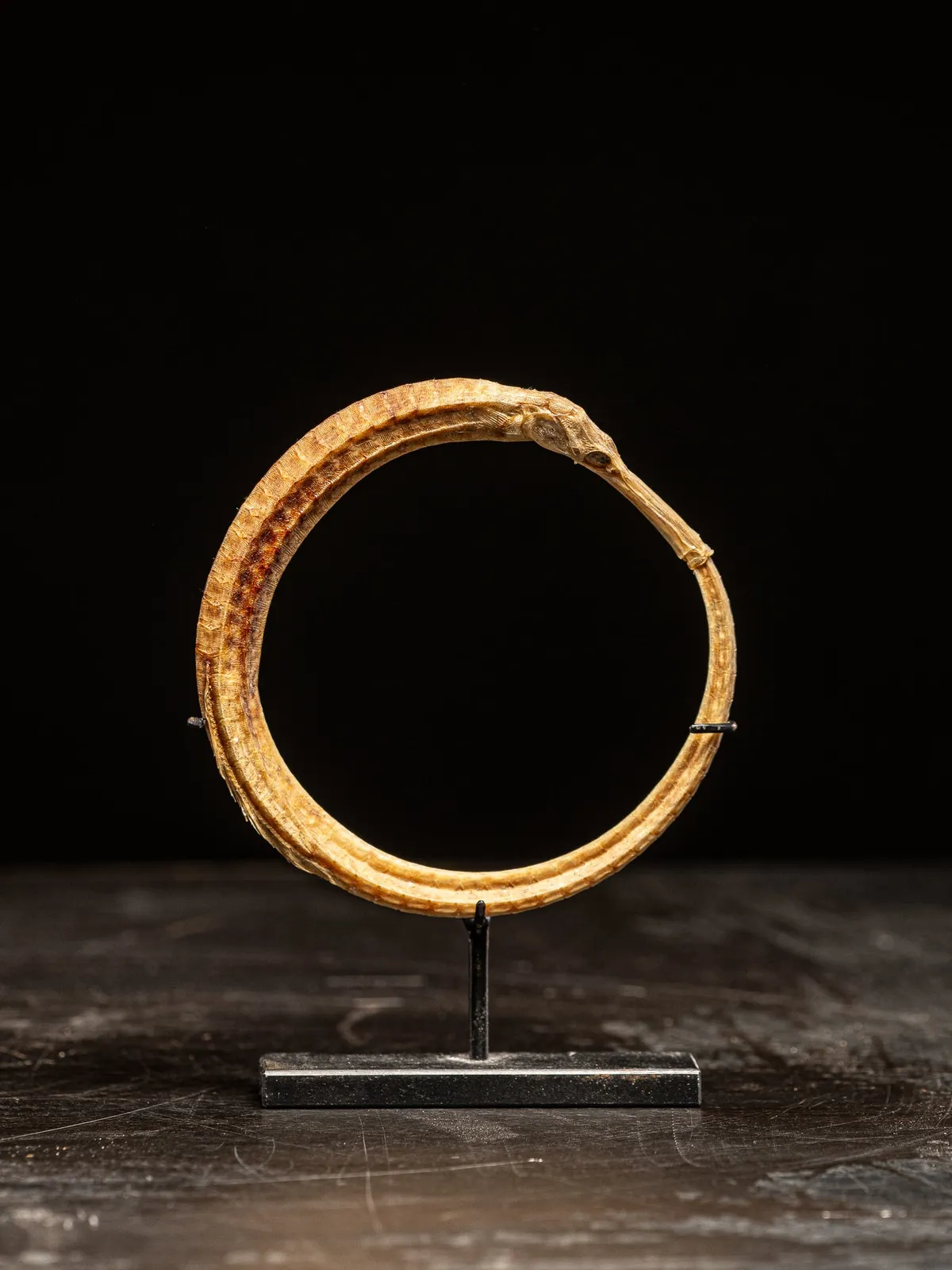 Rare Ceremonial Hippocamp Bracelet mounted on a custom metal stand, Oceania., 20th C