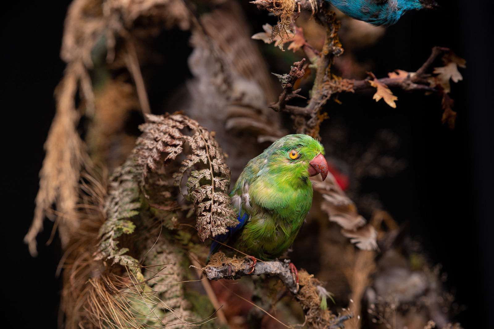 Antique 19th C Victorian Dome of 12 tropical birds by James Gardner Sr 1870 ,variously perched on branches and groundwork ,under original glass dome on an ebonised base., <1947