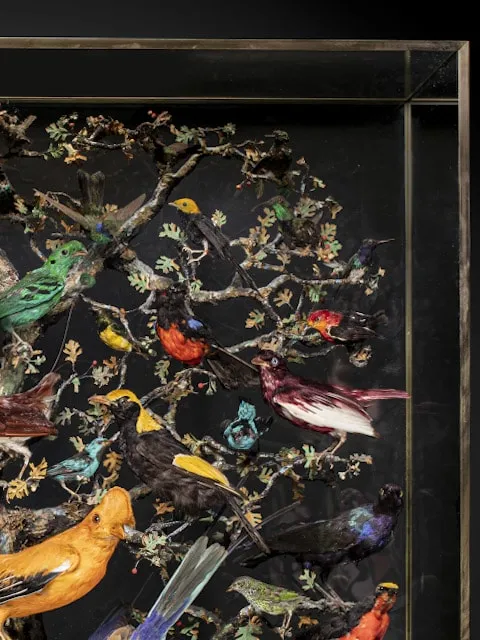 French Napoléon III Diorama of 50 taxidermy tropical birds set within its three glass ebonised case, 19th Century
