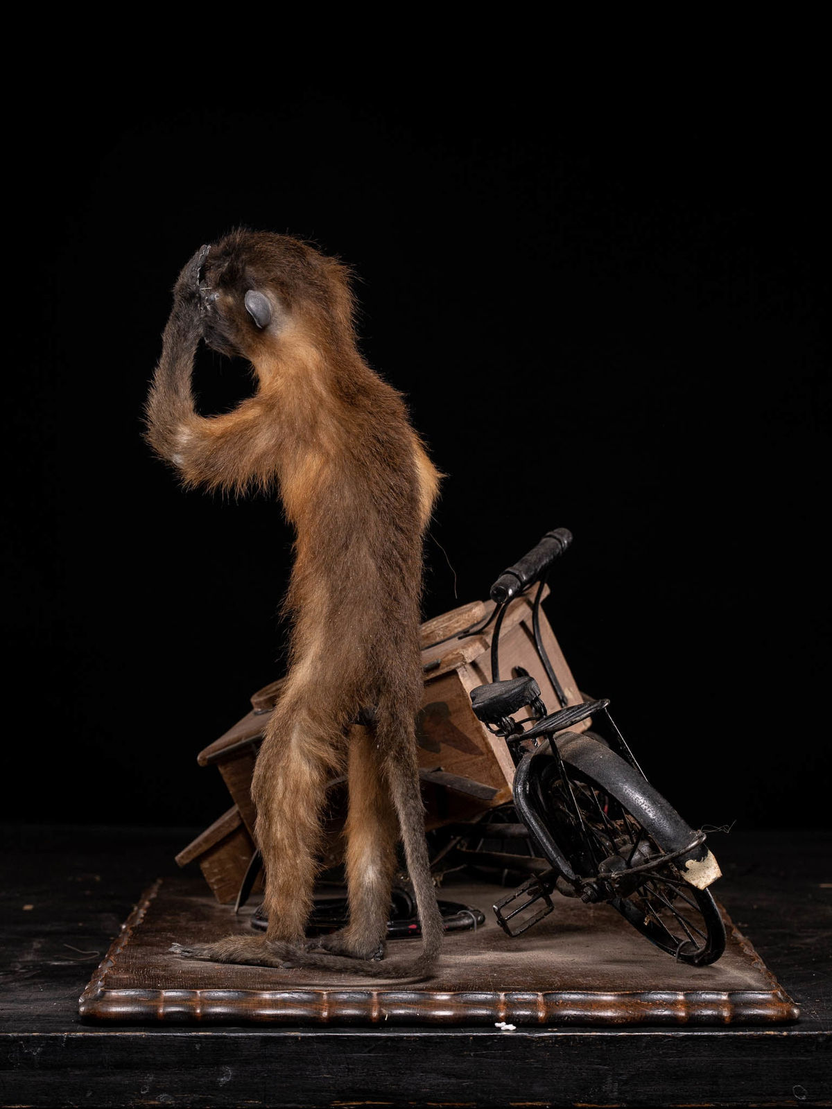Golden-bellied Mangabey Monkey mounted with a broken down ice cream trike., 20th C