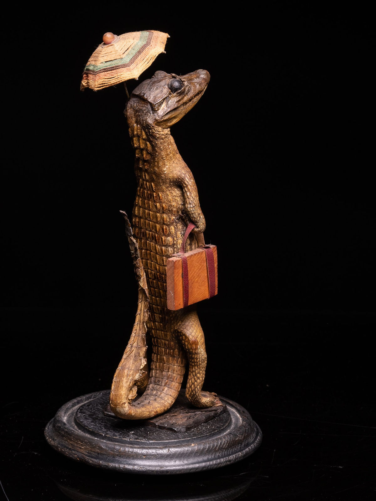 Small Alligator (Alligator mississippiensis) with Umbrella and Travel Case under a Glass dome on an ebonised base.,