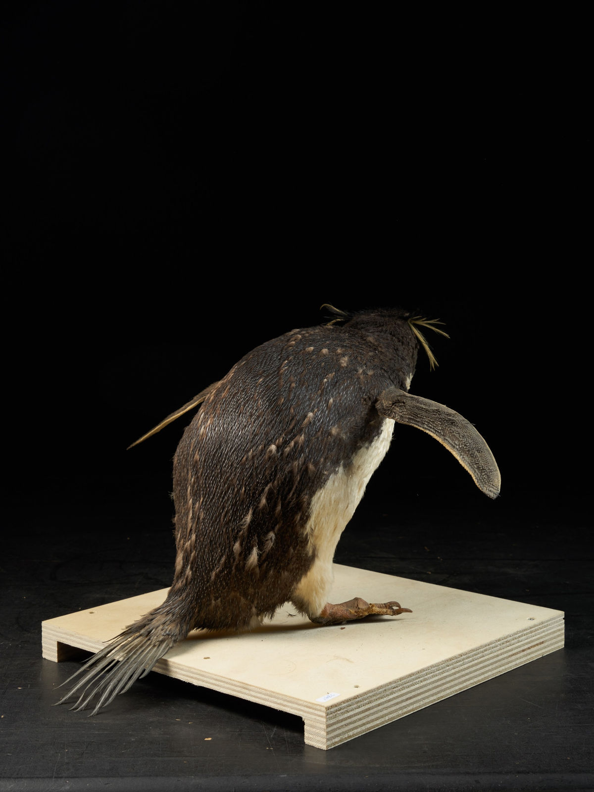 A Macaroni Penguin in serious discussion with a Southern Rockhopper Penguin (Eudyptes chrysolophus NL & Eudyptes chrysocome NL), 20th Century