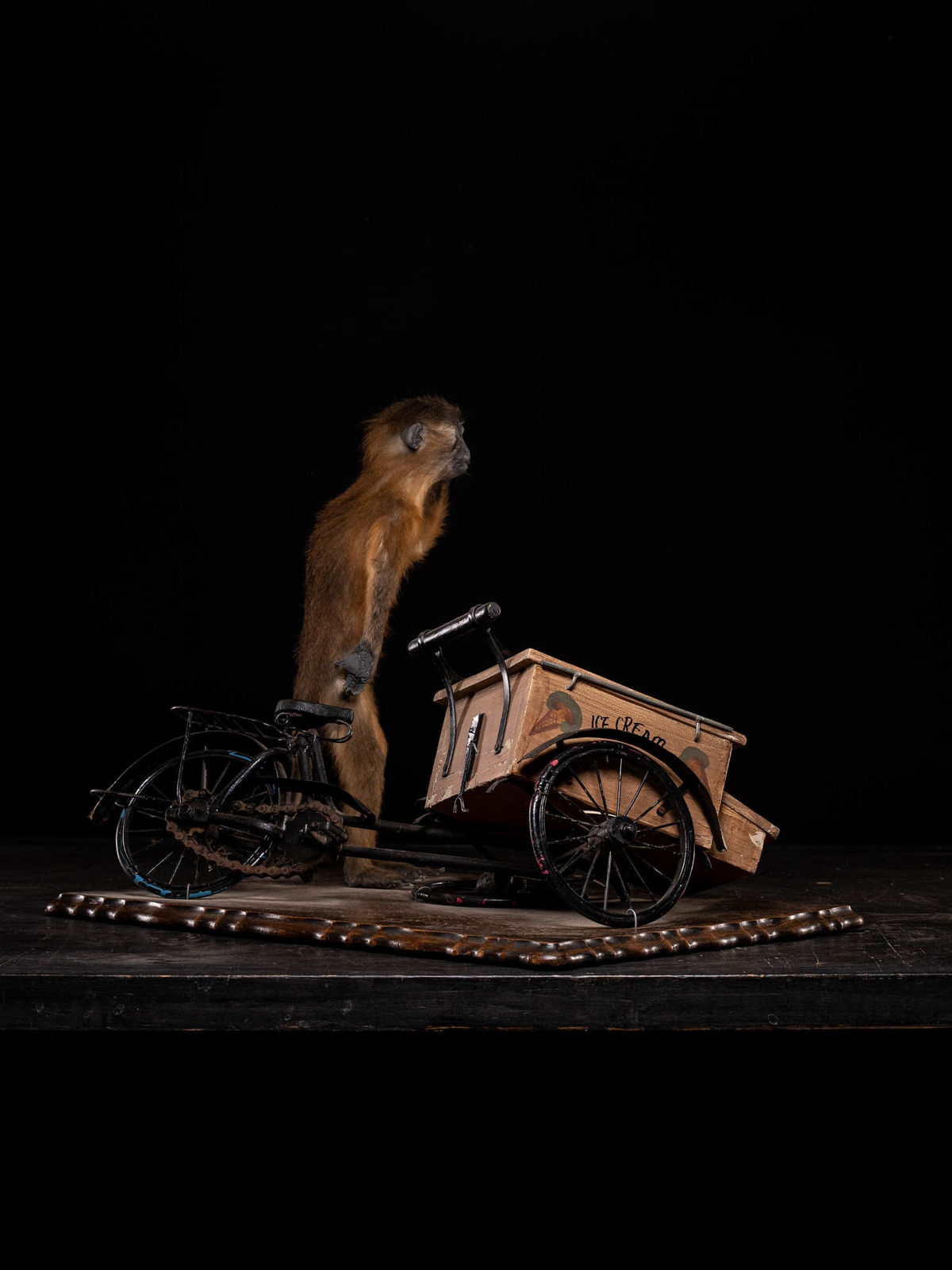 Golden-bellied Mangabey Monkey mounted with a broken down ice cream trike., 20th C