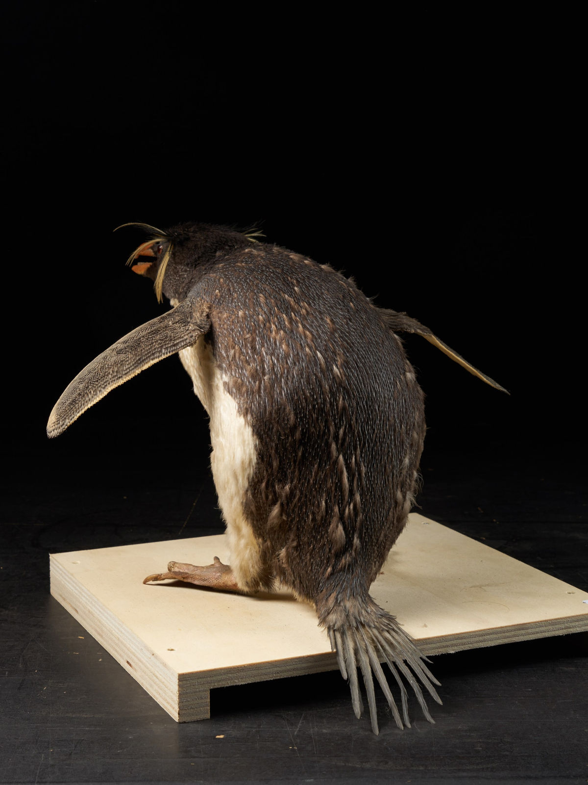 A Macaroni Penguin in serious discussion with a Southern Rockhopper Penguin (Eudyptes chrysolophus NL & Eudyptes chrysocome NL), 20th Century