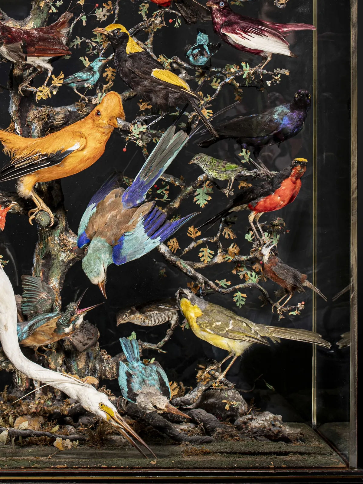 French Napoléon III Diorama of 50 taxidermy tropical birds set within its three glass ebonised case, 19th Century