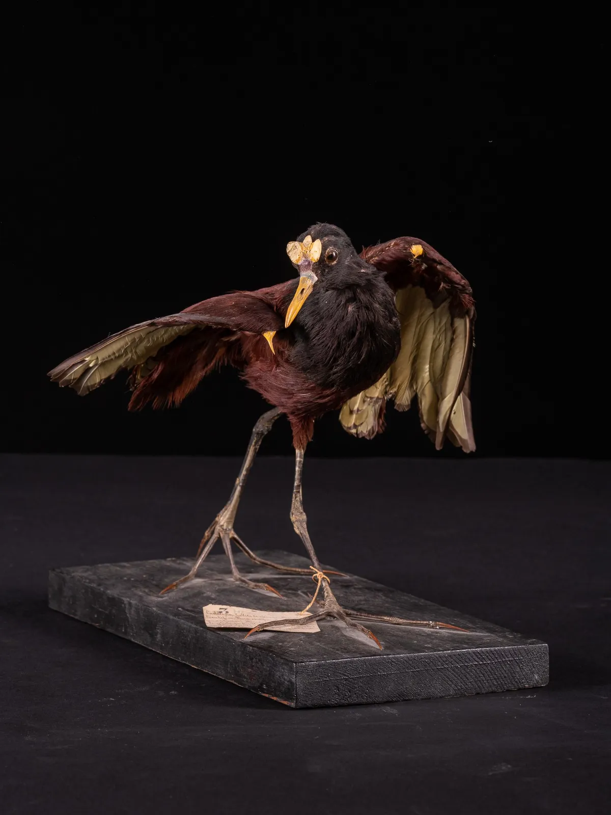Old Wattled Jacana taxidermy mount with label (Jacana jacana NL), 1st half 20th Century