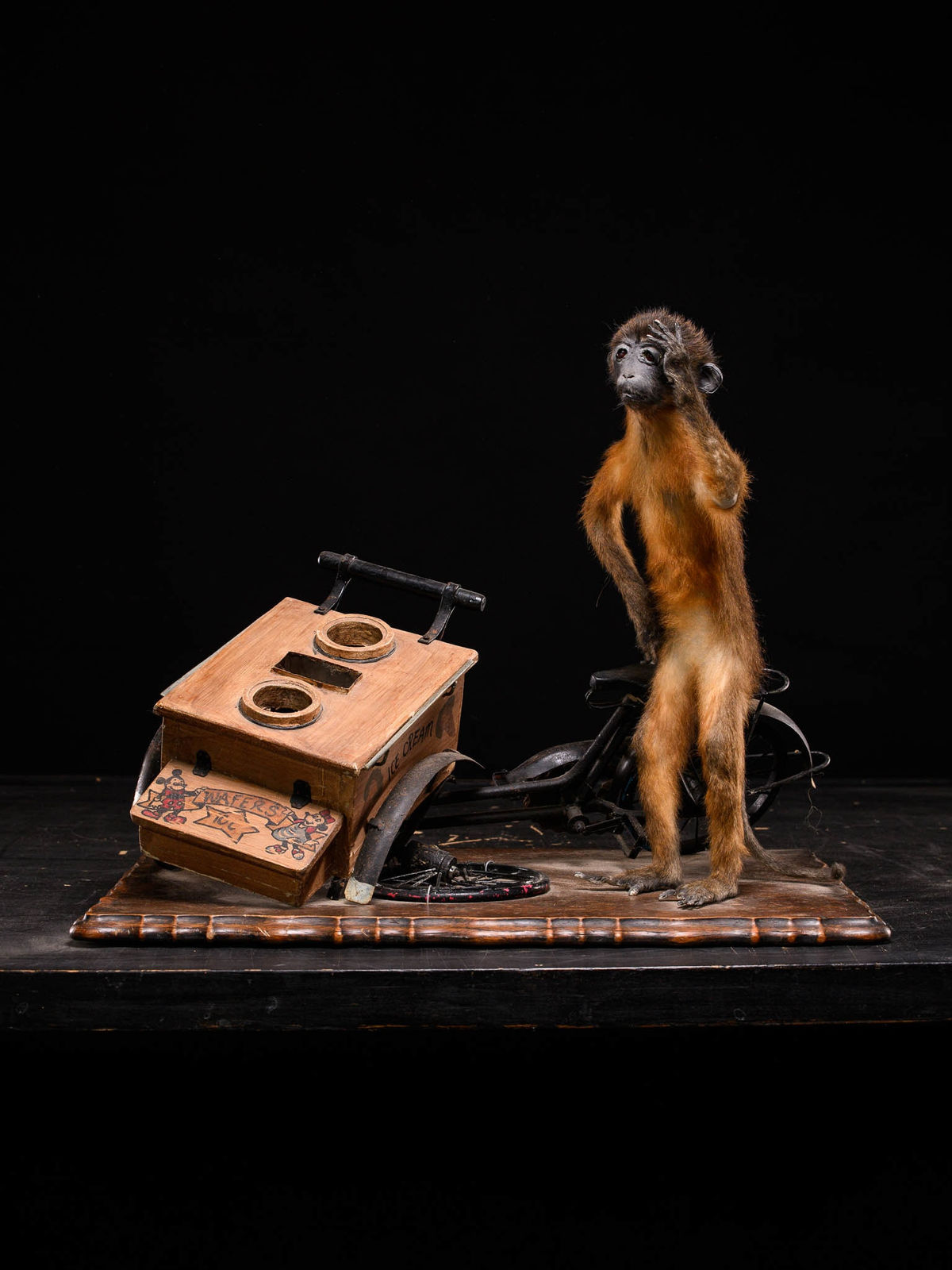 Golden-bellied Mangabey Monkey mounted with a broken down ice cream trike., 20th C