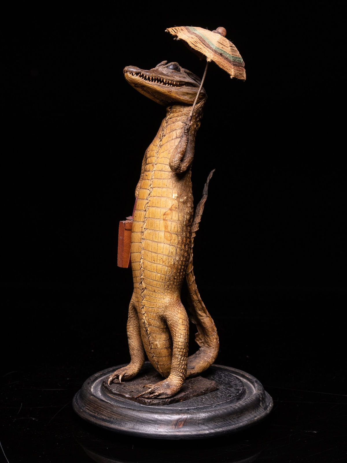 Small Alligator (Alligator mississippiensis) with Umbrella and Travel Case under a Glass dome on an ebonised base.,