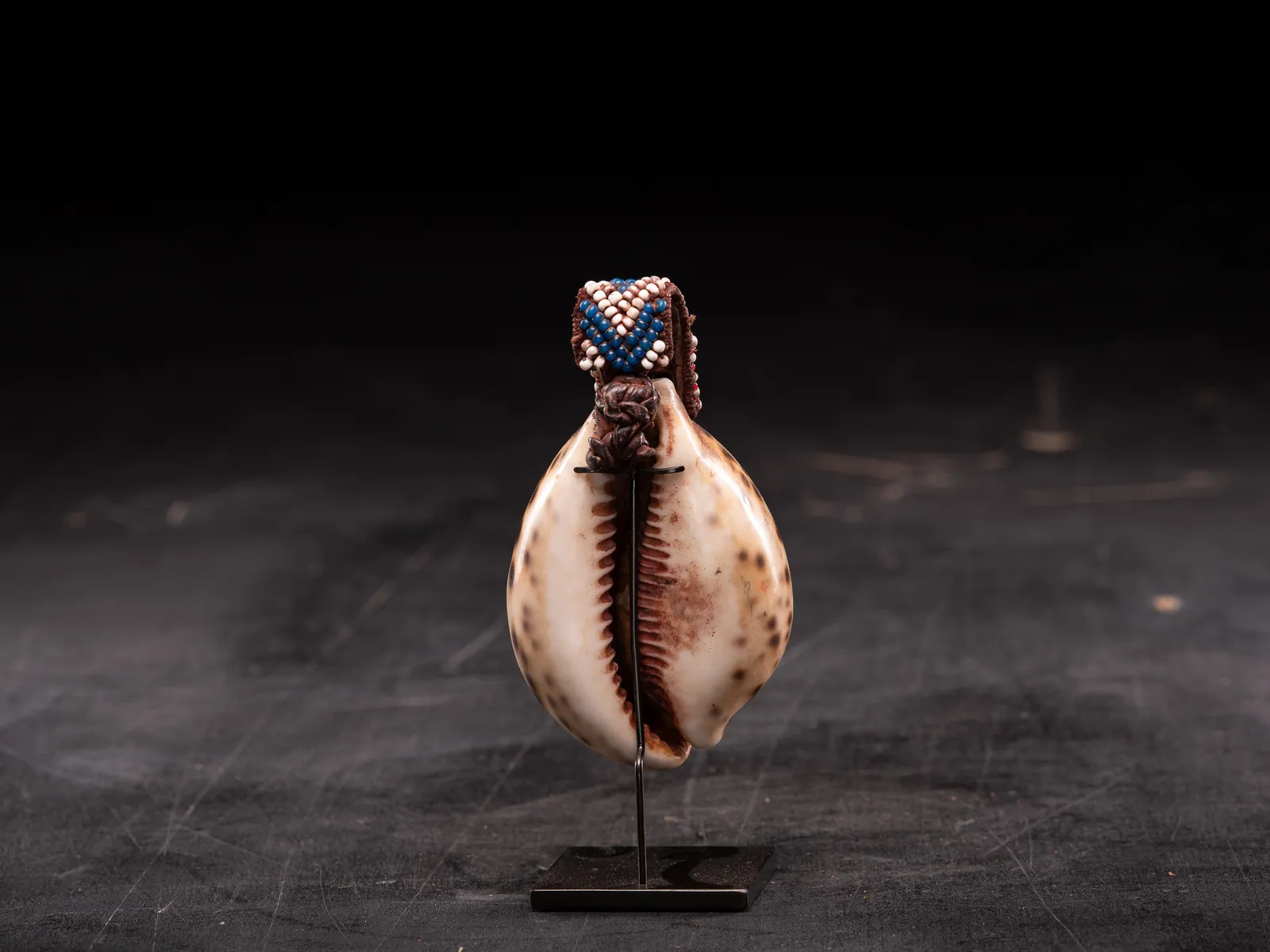 Kuba Artifact Shell-part of a Royal belt, DRC, 1st half 20th Century