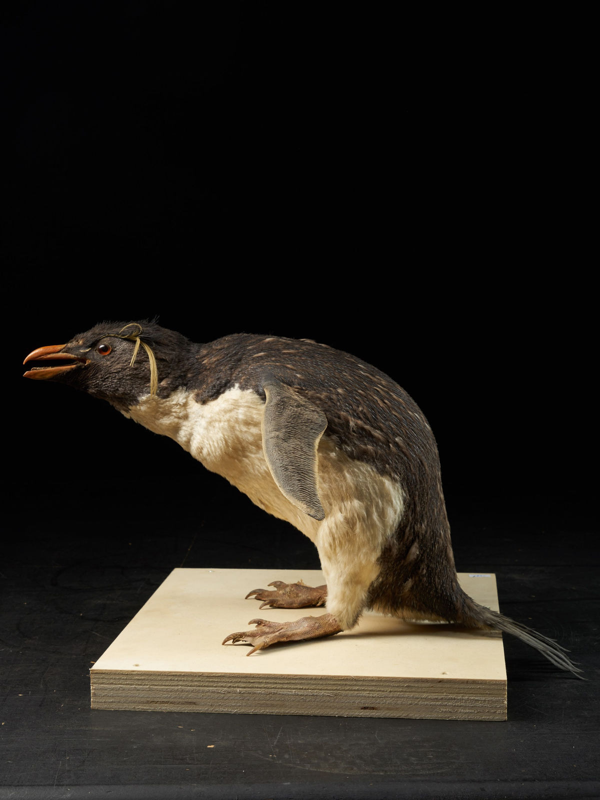 A Macaroni Penguin in serious discussion with a Southern Rockhopper Penguin (Eudyptes chrysolophus NL & Eudyptes chrysocome NL), 20th Century